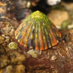 Unverified Other crustacean at The Blue Pool, Bermagui - 8 Jan 2012 by CarB