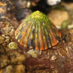 Unidentified Other crustacean at The Blue Pool, Bermagui - 8 Jan 2012 by CarB