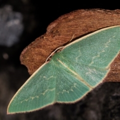 Chlorocoma dichloraria (Guenee's or Double-fringed Emerald) at Paddys River, ACT - 14 Mar 2018 by Thommo17