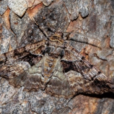 Gastrina cristaria (Wave-lined Geometrid) at Paddys River, ACT - 11 Nov 2018 by Thommo17