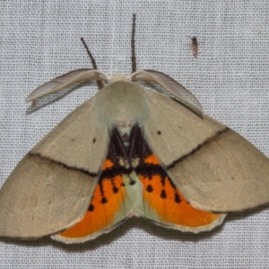 Gastrophora henricaria at Paddys River, ACT - 11 Nov 2018 09:09 PM