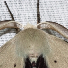 Gastrophora henricaria at Paddys River, ACT - 11 Nov 2018