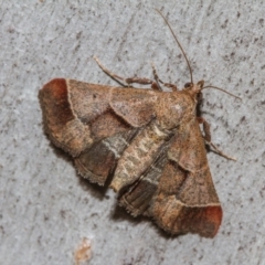 Gauna aegusalis (Pyraline moth) at Hackett, ACT - 11 Dec 2017 by Thommo17