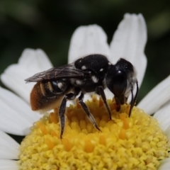 Megachile sp. (several subgenera) (Resin Bees) at Spence, ACT - 10 Feb 2020 by Laserchemisty