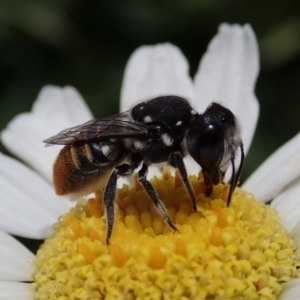 Megachile sp. (several subgenera) at Spence, ACT - 10 Feb 2020 01:36 PM