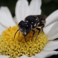 Megachile sp. (several subgenera) at Spence, ACT - 10 Feb 2020