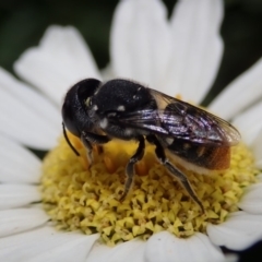 Megachile sp. (several subgenera) at Spence, ACT - 10 Feb 2020 01:36 PM