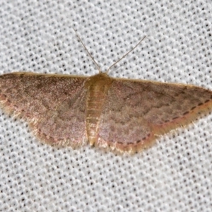 Idaea inversata at Paddys River, ACT - 14 Mar 2018 08:23 PM