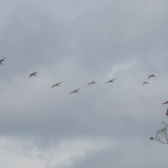 Threskiornis molucca (Australian White Ibis) at Wanniassa, ACT - 10 Feb 2020 by RodDeb