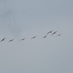 Threskiornis molucca at Wanniassa, ACT - 10 Feb 2020