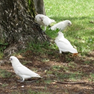 Cacatua sanguinea at Wanniassa, ACT - 10 Feb 2020