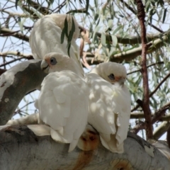 Cacatua sanguinea at Wanniassa, ACT - 10 Feb 2020