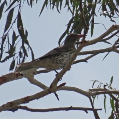 Oriolus sagittatus (Olive-backed Oriole) at Wanniassa, ACT - 10 Feb 2020 by RodDeb