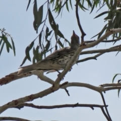 Oriolus sagittatus at Wanniassa, ACT - 10 Feb 2020