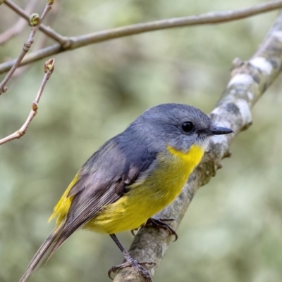 Eopsaltria australis (Eastern Yellow Robin) at Penrose, NSW - 20 May 2019 by Aussiegall