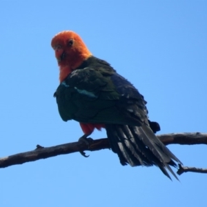 Alisterus scapularis at Macarthur, ACT - 10 Feb 2020