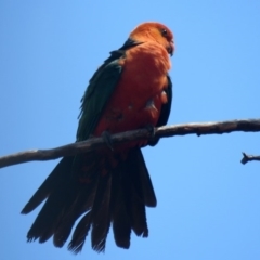 Alisterus scapularis at Macarthur, ACT - 10 Feb 2020