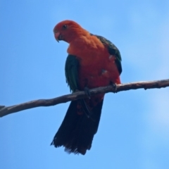 Alisterus scapularis at Macarthur, ACT - 10 Feb 2020