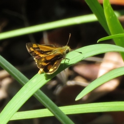 Ocybadistes walkeri (Green Grass-dart) at Macarthur, ACT - 10 Feb 2020 by RodDeb