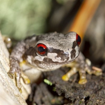 Litoria quiritatus (Screaming Tree Frog) at Penrose, NSW - 21 Mar 2019 by Aussiegall