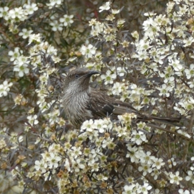 Anthochaera chrysoptera (Little Wattlebird) at - 22 Dec 2019 by vivdavo