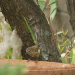 Acanthiza lineata (Striated Thornbill) at Morton, NSW - 2 Jan 2020 by vivdavo