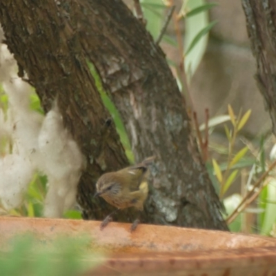 Acanthiza lineata (Striated Thornbill) at Morton, NSW - 2 Jan 2020 by vivdavo