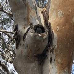 Aegotheles cristatus (Australian Owlet-nightjar) at Acton, ACT - 10 Feb 2020 by YoYo