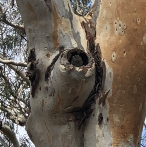 Aegotheles cristatus at Acton, ACT - 10 Feb 2020