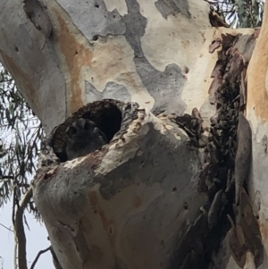 Aegotheles cristatus at Acton, ACT - 10 Feb 2020