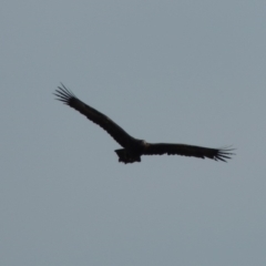 Aquila audax (Wedge-tailed Eagle) at Tharwa, ACT - 10 Feb 2020 by MichaelBedingfield