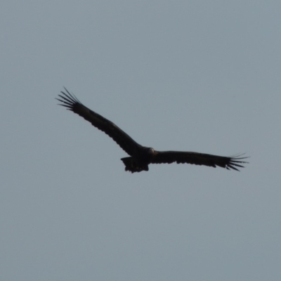 Aquila audax (Wedge-tailed Eagle) at Tharwa, ACT - 10 Feb 2020 by MichaelBedingfield