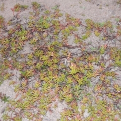 Ludwigia palustris (Marsh Purslane) at Tennent, ACT - 15 Dec 2019 by MichaelBedingfield