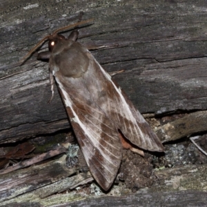 Oxycanus dirempta at Paddys River, ACT - 9 May 2018 06:32 PM