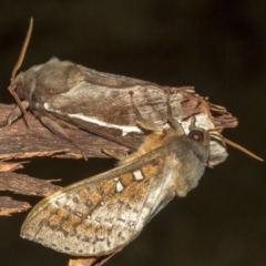 Oxycanus dirempta at Paddys River, ACT - 18 May 2018 07:31 PM