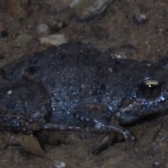 Crinia parinsignifera (Plains Froglet) at Gungaderra Creek Ponds - 7 Feb 2020 by BrianHerps