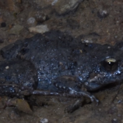 Crinia parinsignifera (Plains Froglet) at Harrison, ACT - 7 Feb 2020 by BrianLR