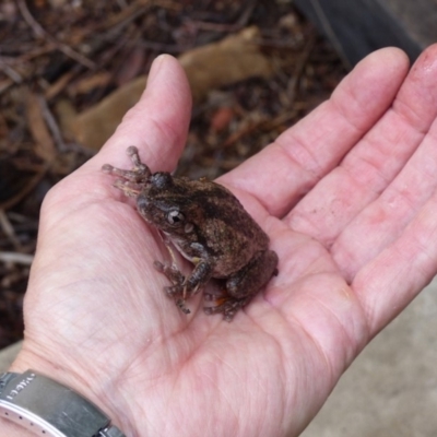 Litoria peronii (Peron's Tree Frog, Emerald Spotted Tree Frog) at Black Range, NSW - 10 Feb 2020 by MatthewHiggins