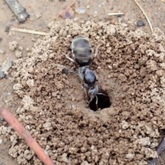 Iridomyrmex purpureus (Meat Ant) at Cook, ACT - 10 Feb 2020 by CathB