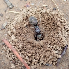 Iridomyrmex sp. (genus) at Cook, ACT - 10 Feb 2020