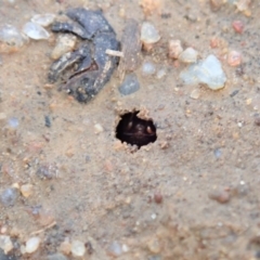 Meranoplus sp. (genus) at Cook, ACT - 10 Feb 2020