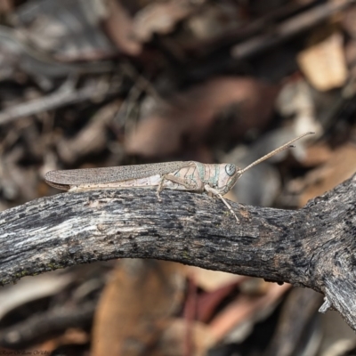 Pardillana limbata (Common Pardillana) at Dunlop, ACT - 10 Feb 2020 by Roger