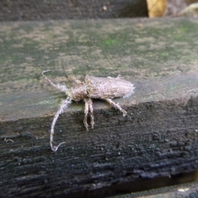 Rhytiphora sp. (genus) (Longhorn beetle) at Tathra Public School - 11 Feb 2020 by TathraPreschool