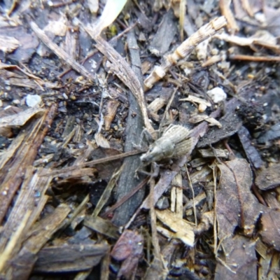 Naupactus leucoloma (White-fringed weevil) at Tathra Public School - 11 Feb 2020 by TathraPreschool