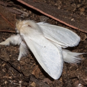 Trichiocercus sparshalli at Hackett, ACT - 11 Dec 2017 10:37 PM