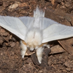 Trichiocercus sparshalli at Hackett, ACT - 11 Dec 2017 10:37 PM