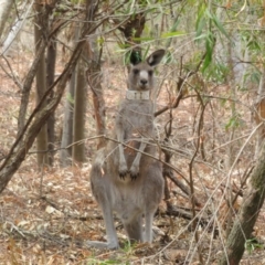 Macropus giganteus (Eastern Grey Kangaroo) at ANBG - 11 Feb 2020 by Christine