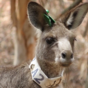 Macropus giganteus at Hackett, ACT - 11 Feb 2020 02:16 PM