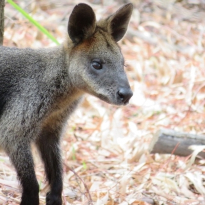 Wallabia bicolor (Swamp Wallaby) at Hackett, ACT - 11 Feb 2020 by Christine