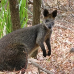 Wallabia bicolor at Hackett, ACT - 11 Feb 2020